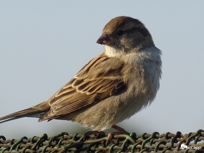 Házi veréb /tojó/
