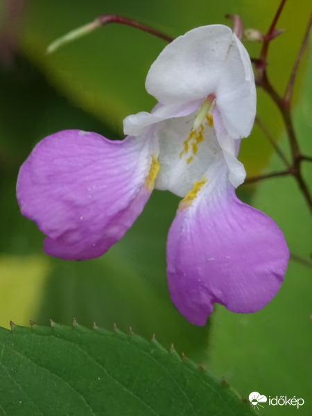 Rejtélyes virág... 