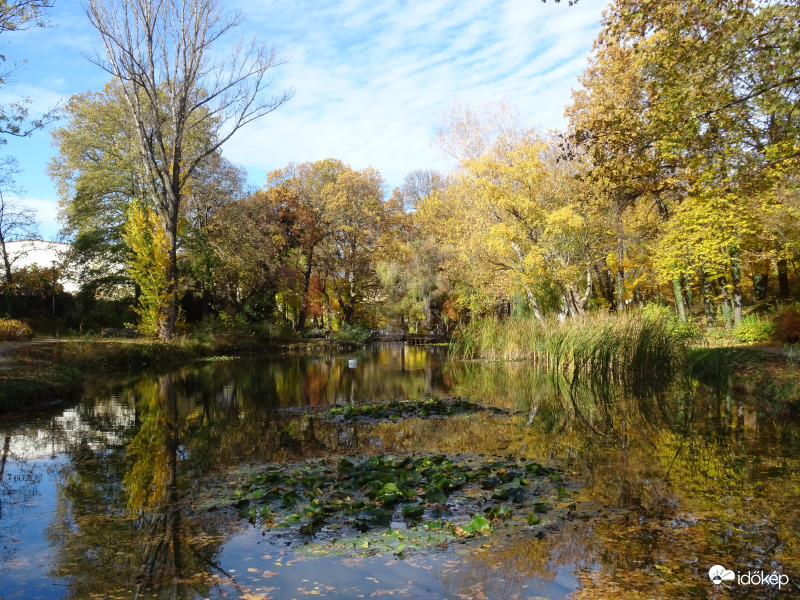 Liget ősszel 