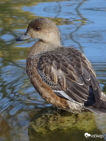 Egy újabb rejtélyes madár
