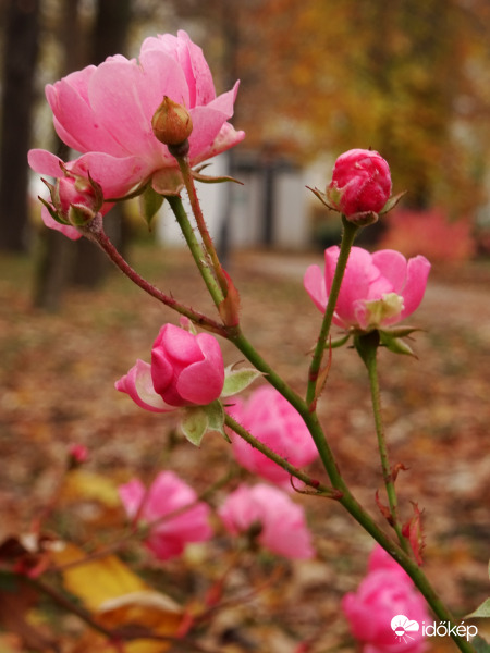 Novemberi rózsák 