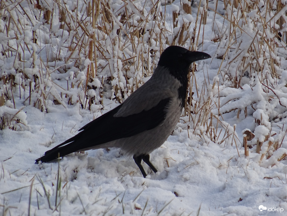 Hóban álló dolmányos varjú