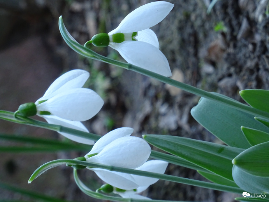 Hóvirágok..