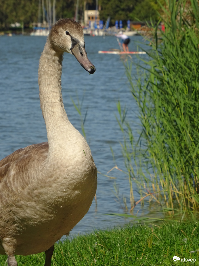 Hattyú fióka pózol...