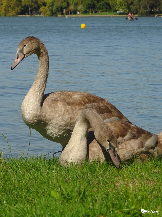 Hattyú testvérek... 