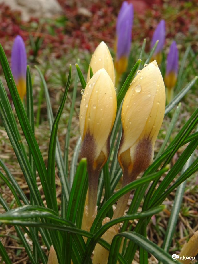 Vízcseppes krókuszok...