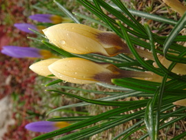 Vízcseppes krókuszok...