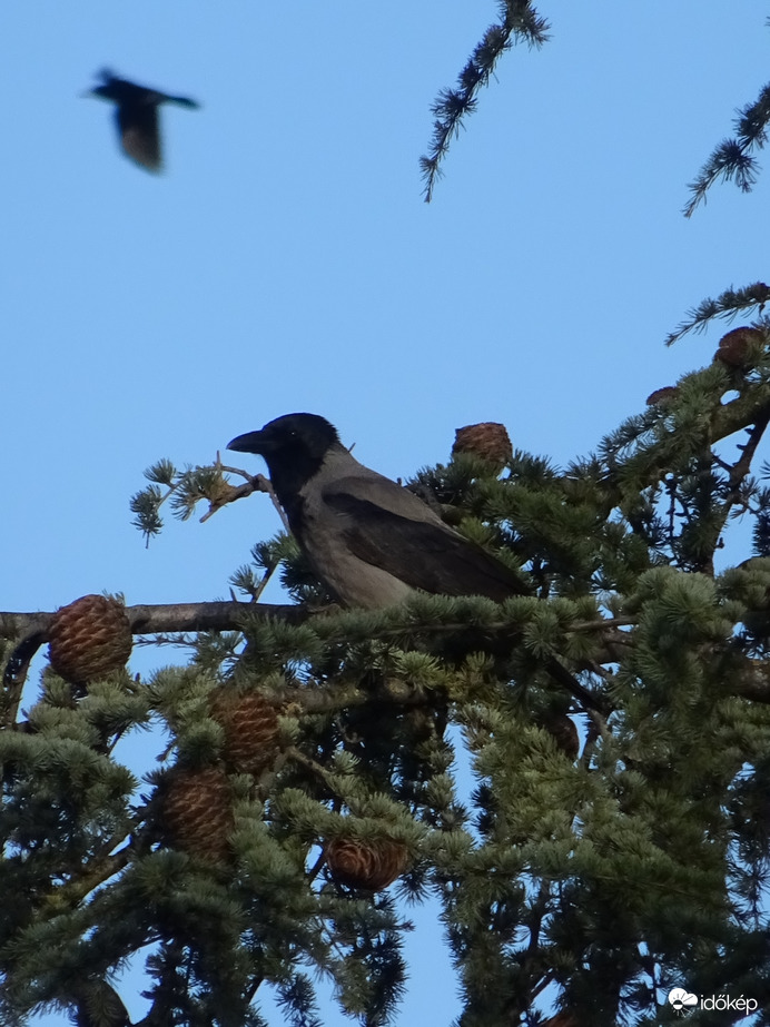 Dolmányos varjú esete egy berepülő vetési varjúval 