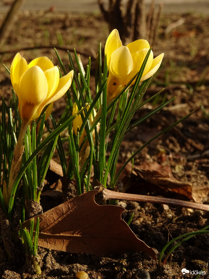 Február első krókuszai 