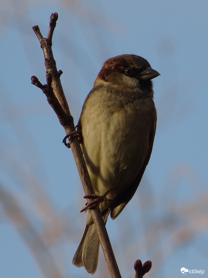 Ismét fotóztak engem 