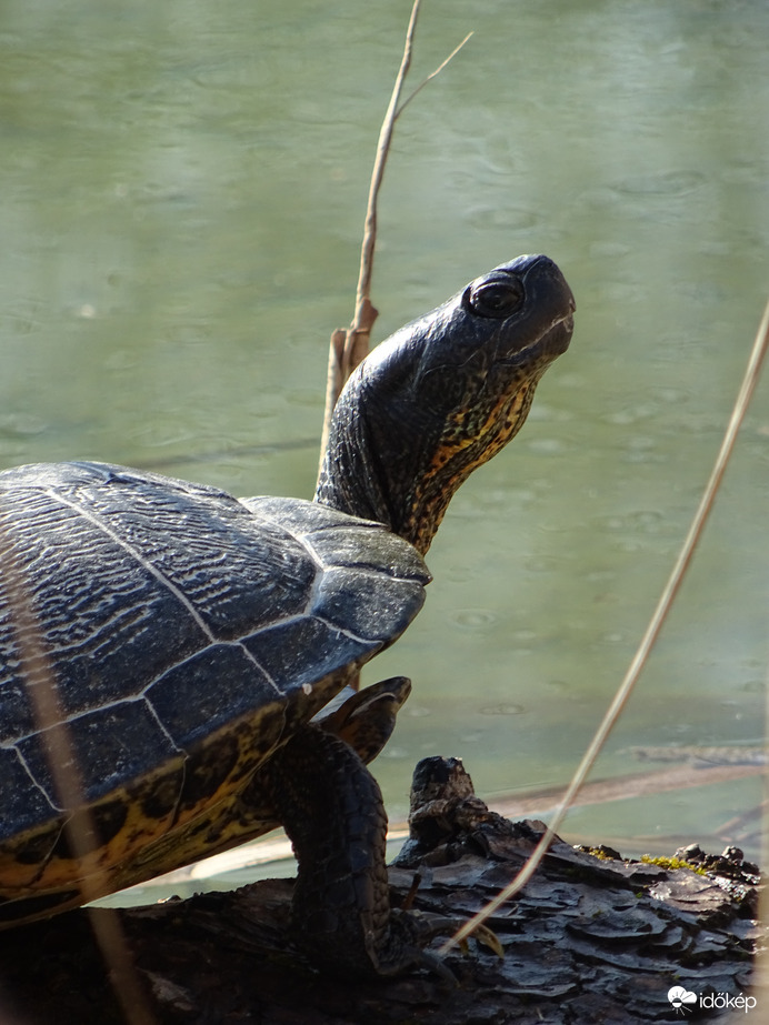 Élvezi a napsütést 