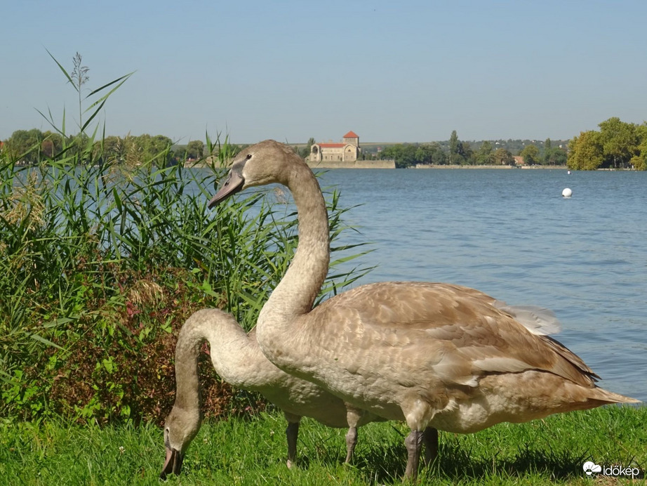 Türelem meghozta gyümölcsét....