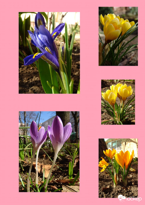 Tavaszi virágok...