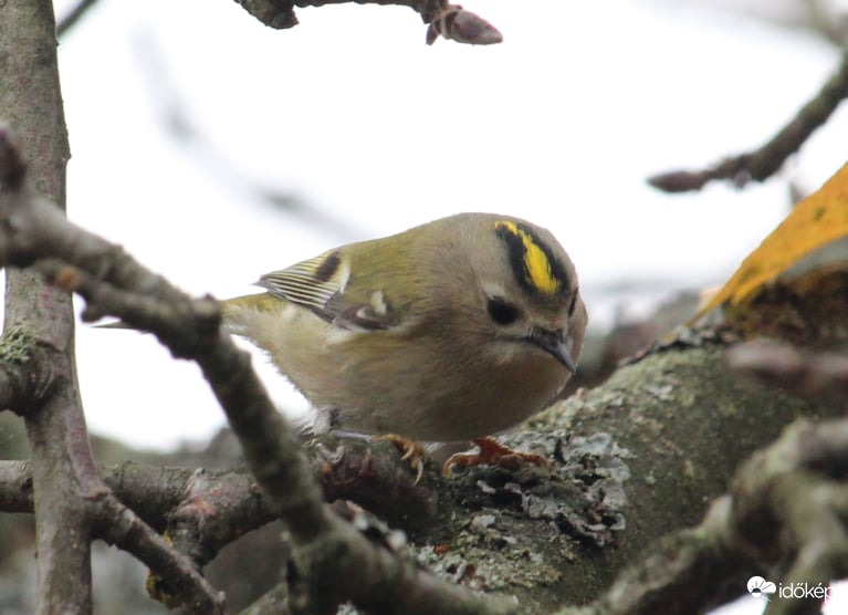 Sárgafejű királyka