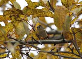 Sárgafejű királyka őszi lombkoronában