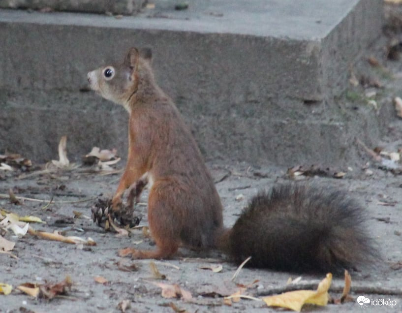 Megrökönyödött - európai mókus