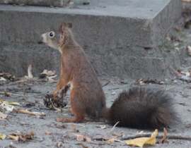 Megrökönyödött - európai mókus