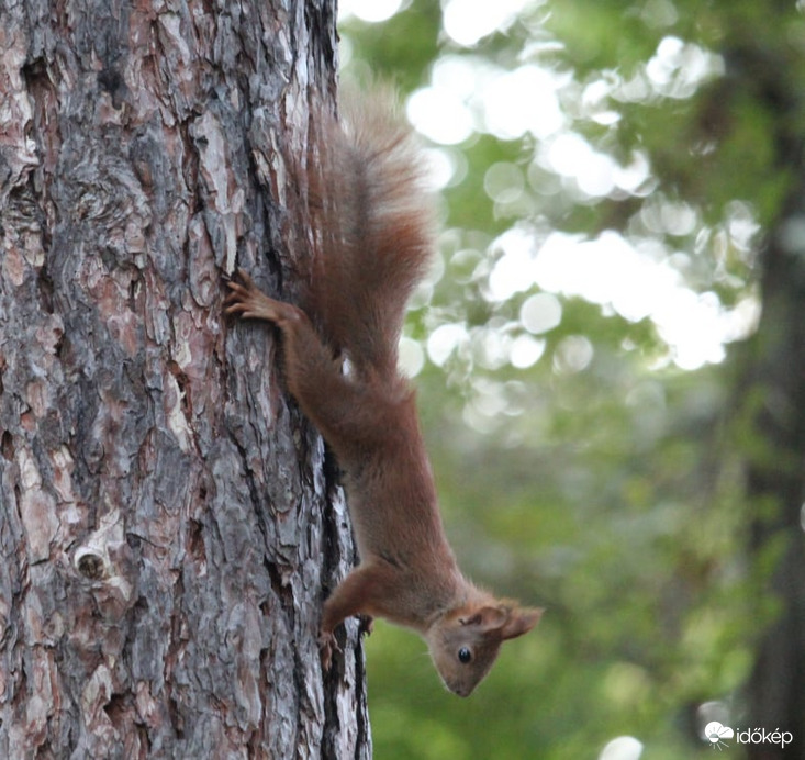 Nem megy a fejébe a vér - európai mókus