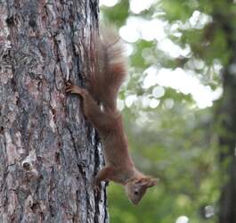Nem megy a fejébe a vér - európai mókus