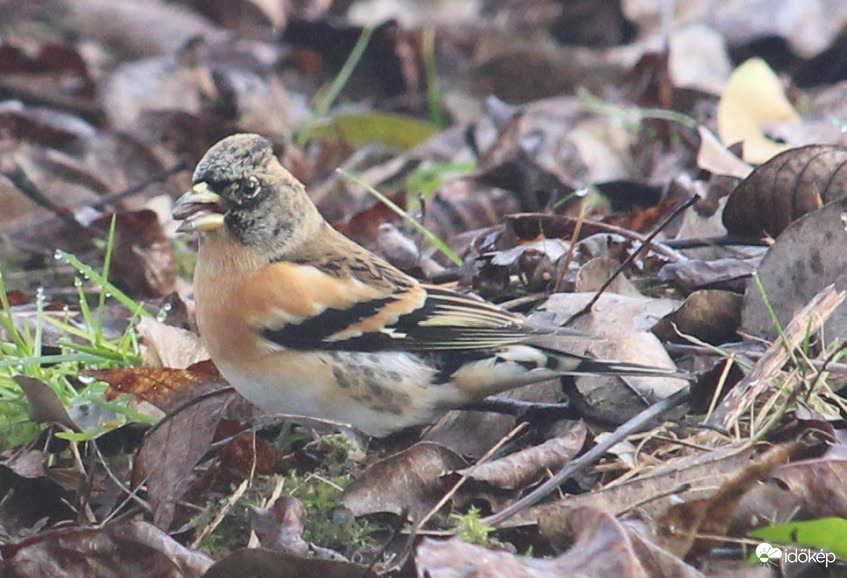 1 szem fenyőpintyünk