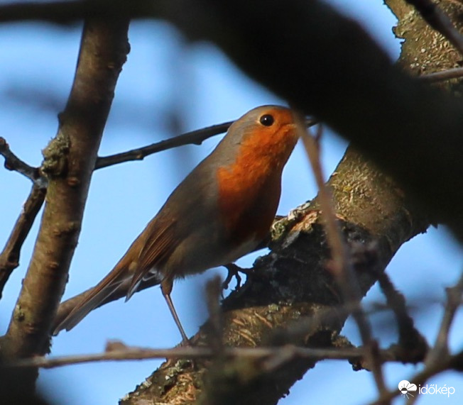 Rejtőzködő vörösbegy