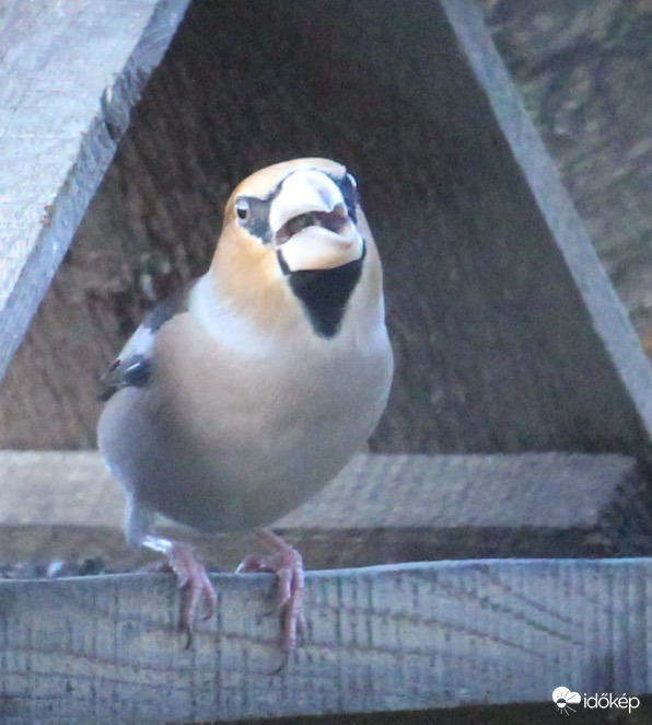 Meggyvágó őnagysága