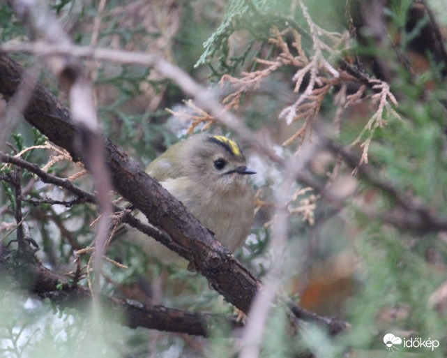 Kukucs - sárgafejű királyka