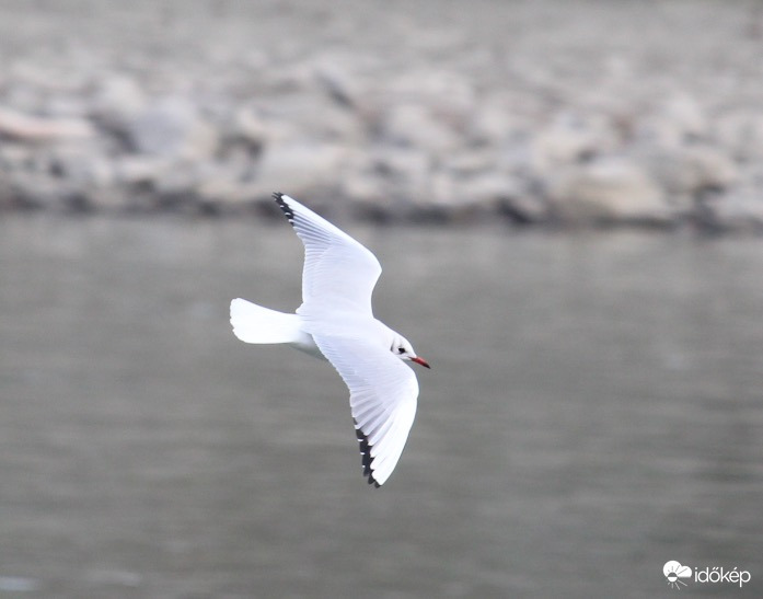 Röptében - dankasirály