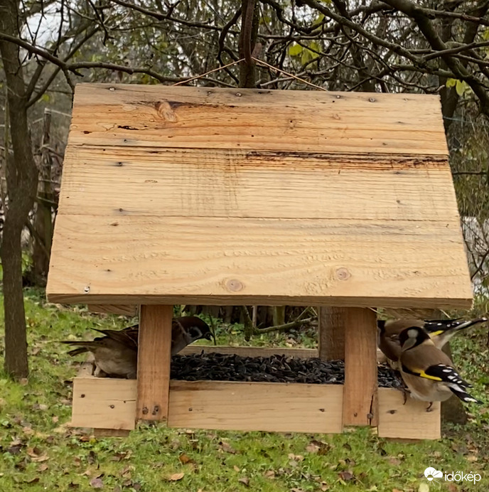 Bal sarokban verebek, jobb sarokban tengelicek. Kezdődik a boksz.