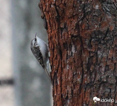 Hegyi fakusz - alaposan át lettek vizsgálva a fáink, de szigorúan lentről felfelé