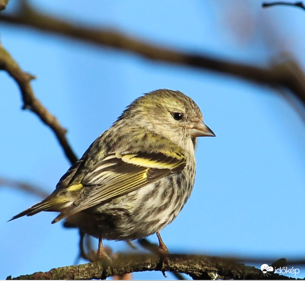 Eladó a csíz lányka! 