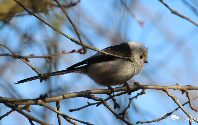 Elgondolkodott őszapó