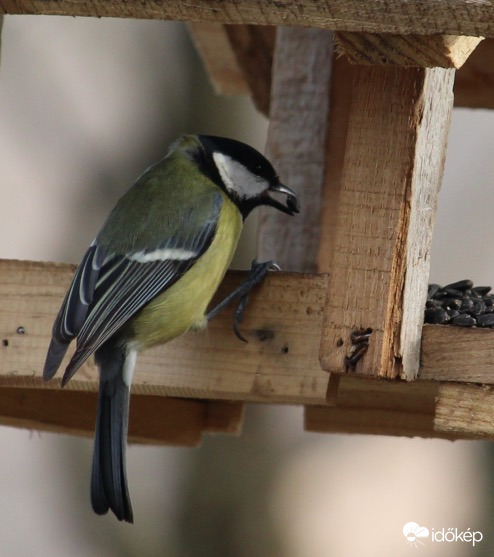 Ezt elcsíptem - széncinke
