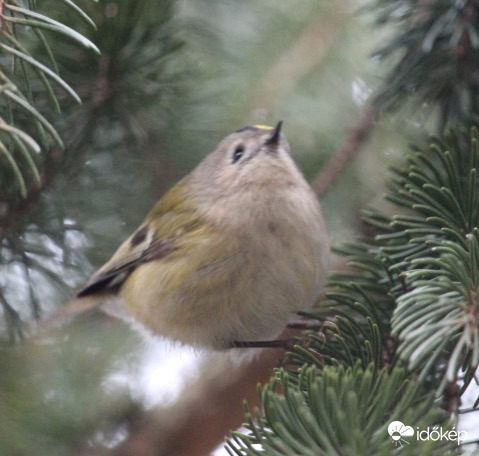 Ugra-bugra - sárgafejű királyka