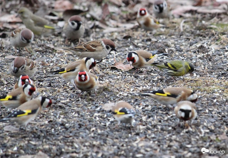 Ebédidő - verebek, csíz, tengelicek, zöldike