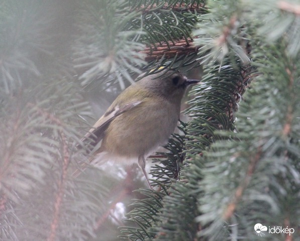 Sárgafejű királyka a Kánaánban