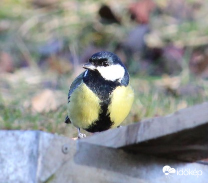 Szomjas széncinke hím
