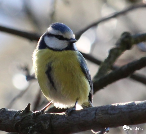 Pózoló kék cinege