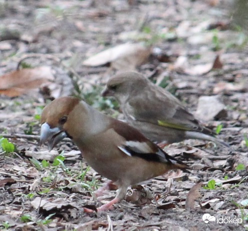 Kis- és nagydaráló - meggyvágó és zöldike
