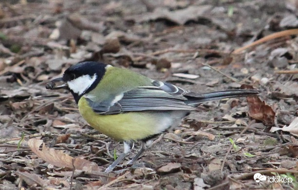Ebéd utáni desszert - széncinke