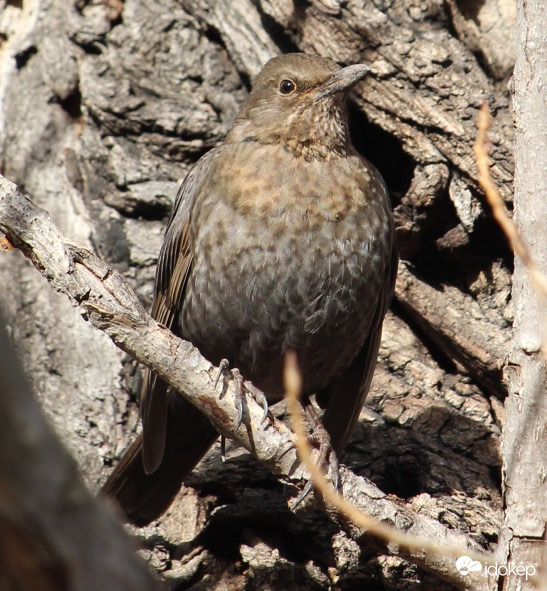 Már megint koszos a csőröd te rigó! - tojó fekete rigó