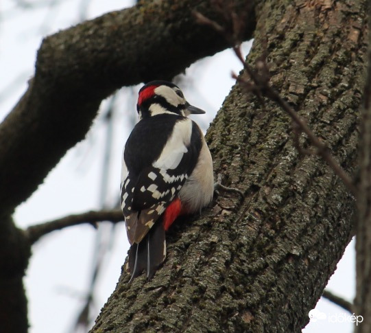 A fák doktora - nagy fakopáncs hím
