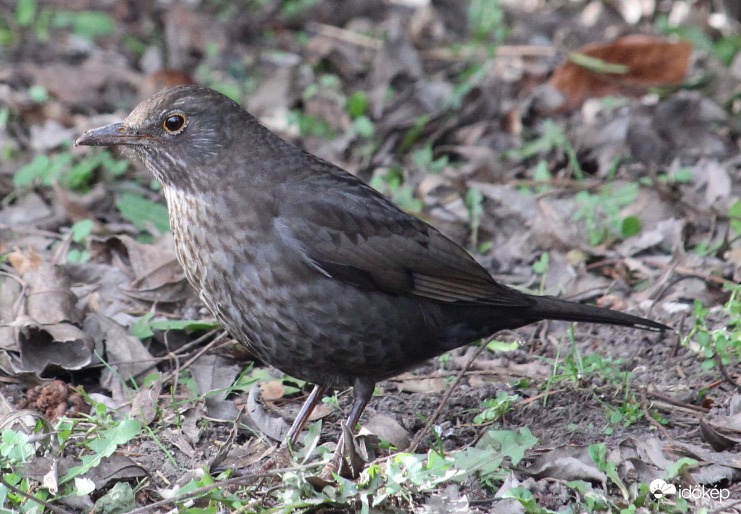 Kiváncsi - tojó fekete rigó