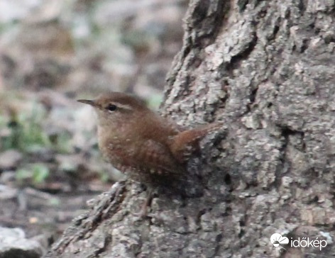Cuki kis berregő - ökörszem