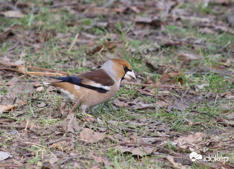 Csőrmester - meggyvágó