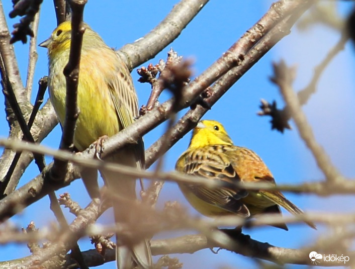 Citromsármányok először a kertben