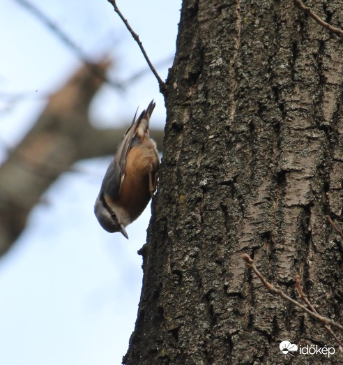 Fejjel lefelé - csuszka