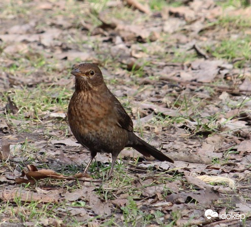 Figyelő fekete rigó