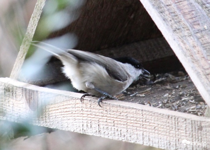 Sietősen - barátcinege