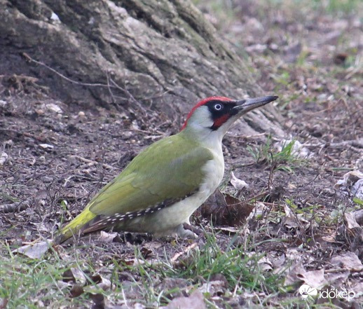 Észrevett - zöld küllő